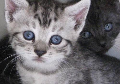 Beautiful Manx Kittens