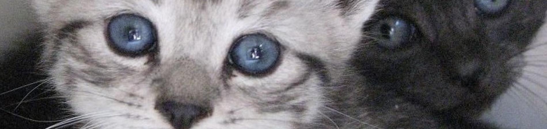 Beautiful Manx Kittens